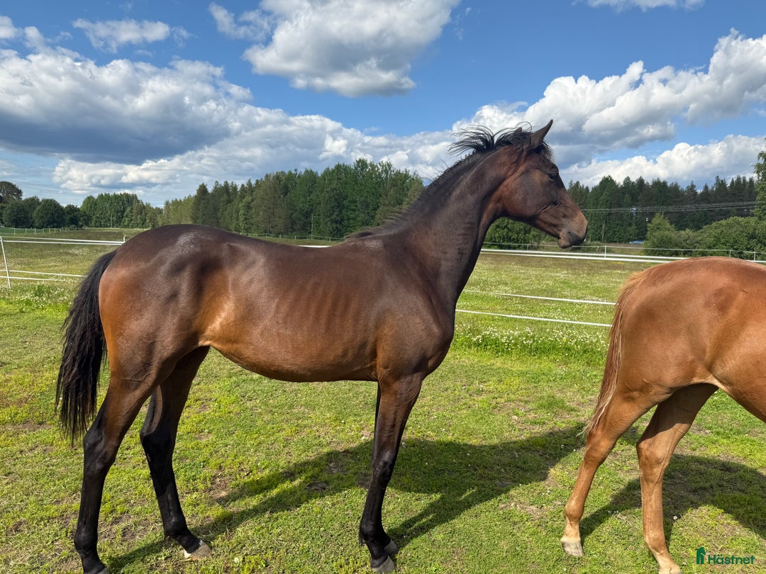 Dressyr hästar till salu: 1års ston i Åsele - Bild 2