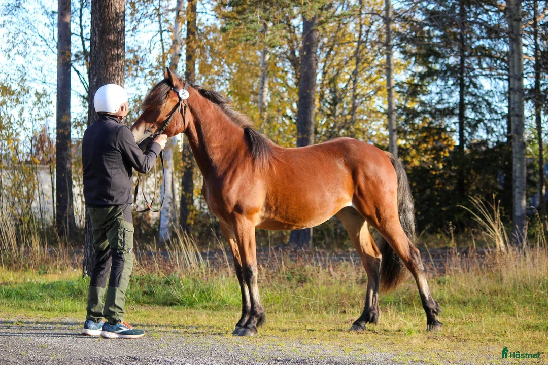 Trav hästar till salu: Värstammat kallblodssto - Annons 1