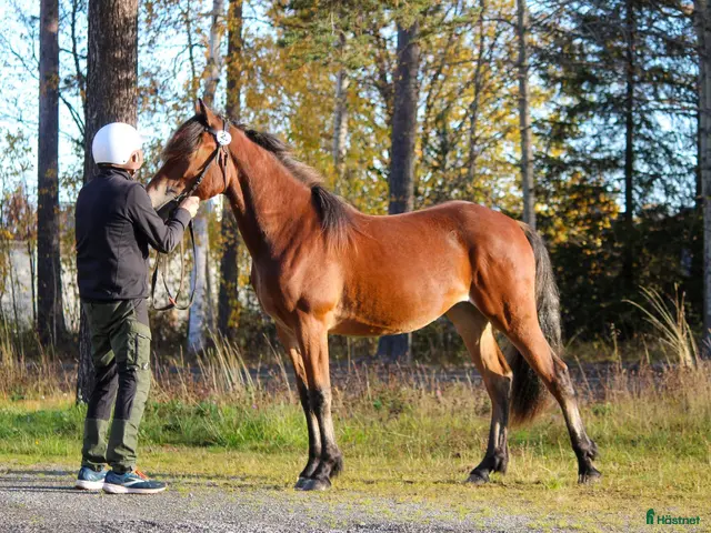 hästar till salu: Värstammat kallblodssto - Annons 1