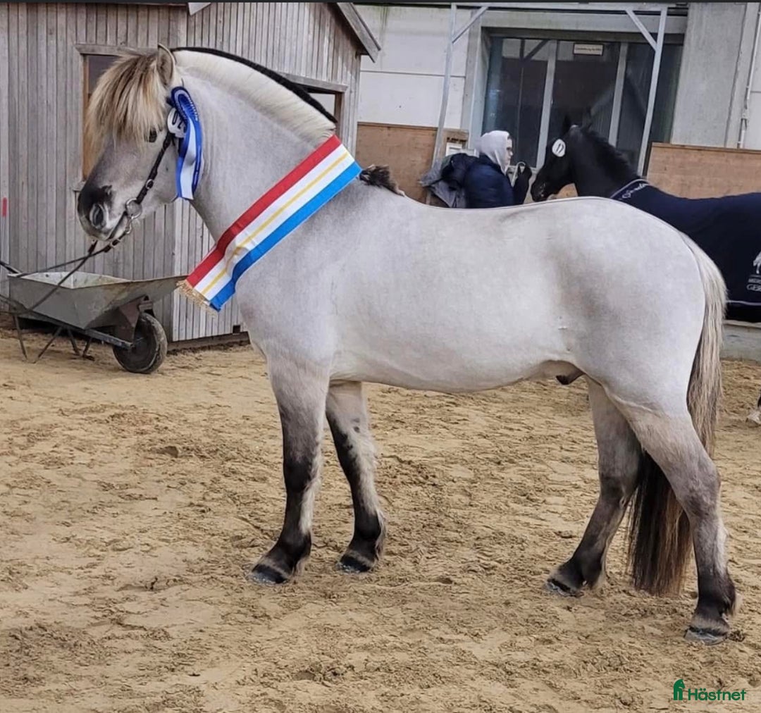 Allround hästar till salu: Unik 3 års hingst (kan bli valack) i Genarp - Annons 5