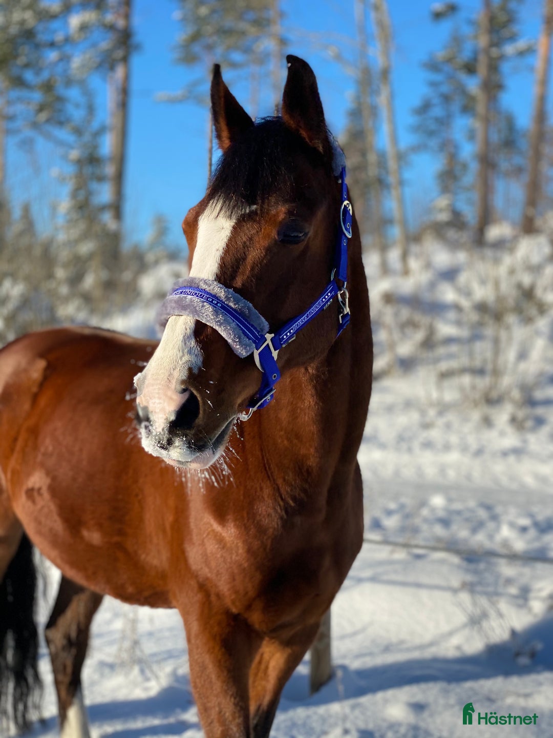 Allround hästar till salu: Foder med ev senare köp - Annons 3