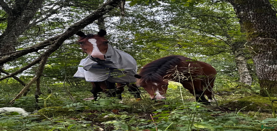 Galleribild {{count}}