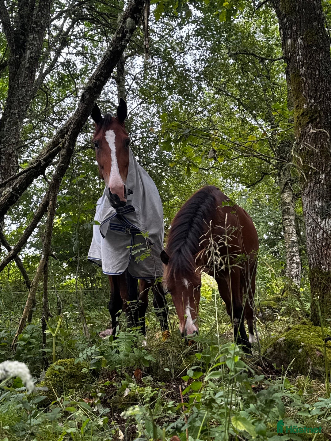 Galleribild {{count}}