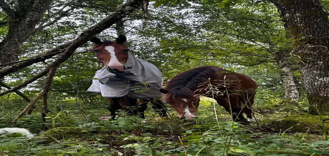 Galleribild {{count}}