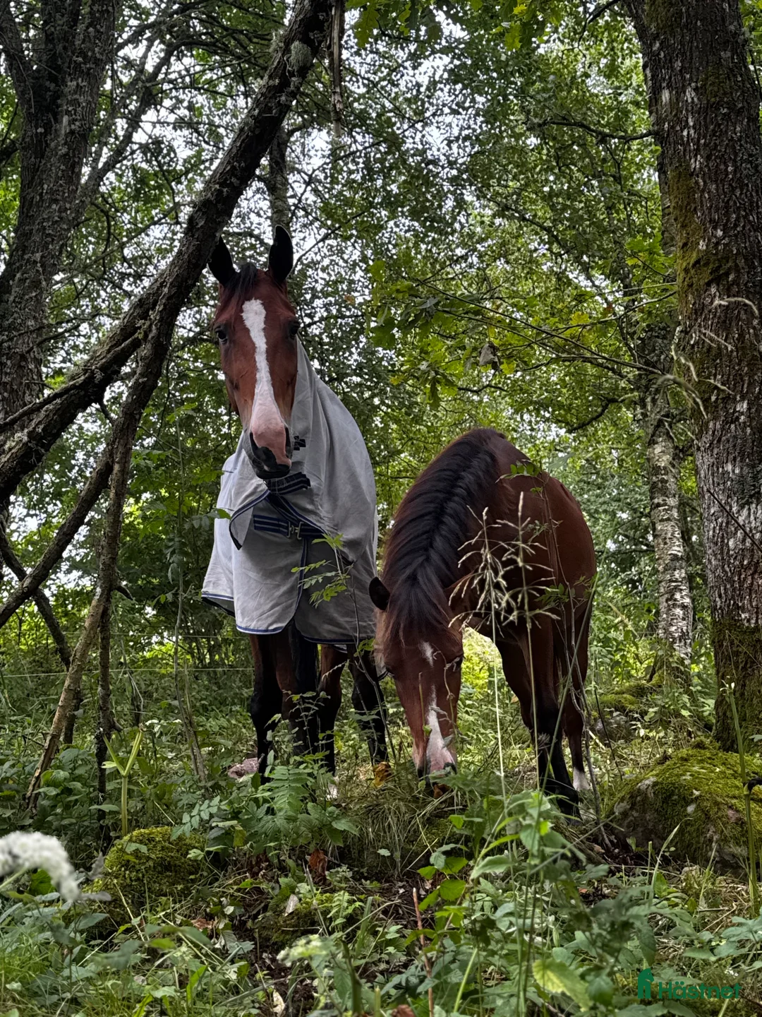 Galleribild {{count}}