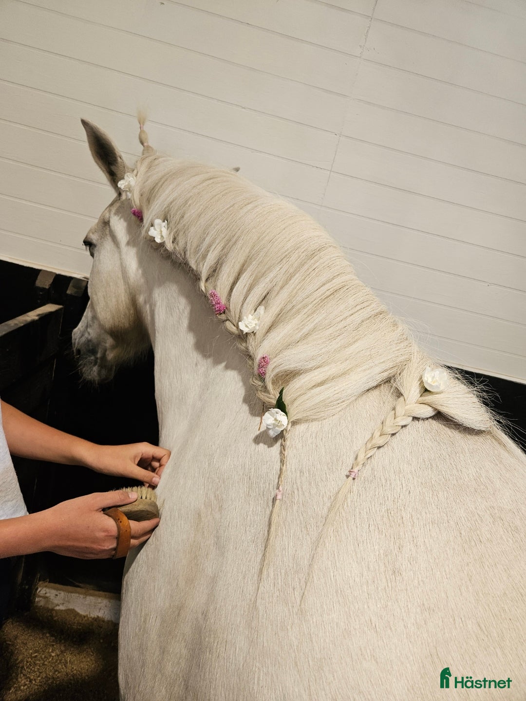  medryttarhäst sökes: Letar efter medryttarhäst! i Ekerö - Annons 1