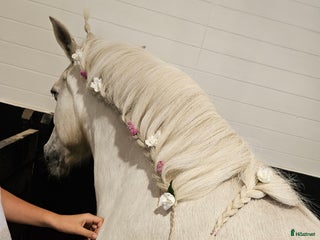 medryttarhäst sökes: Letar efter medryttarhäst! i Ekerö - Annons 15