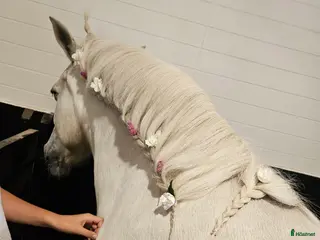 medryttarhäst sökes: Letar efter medryttarhäst! - Annons 23