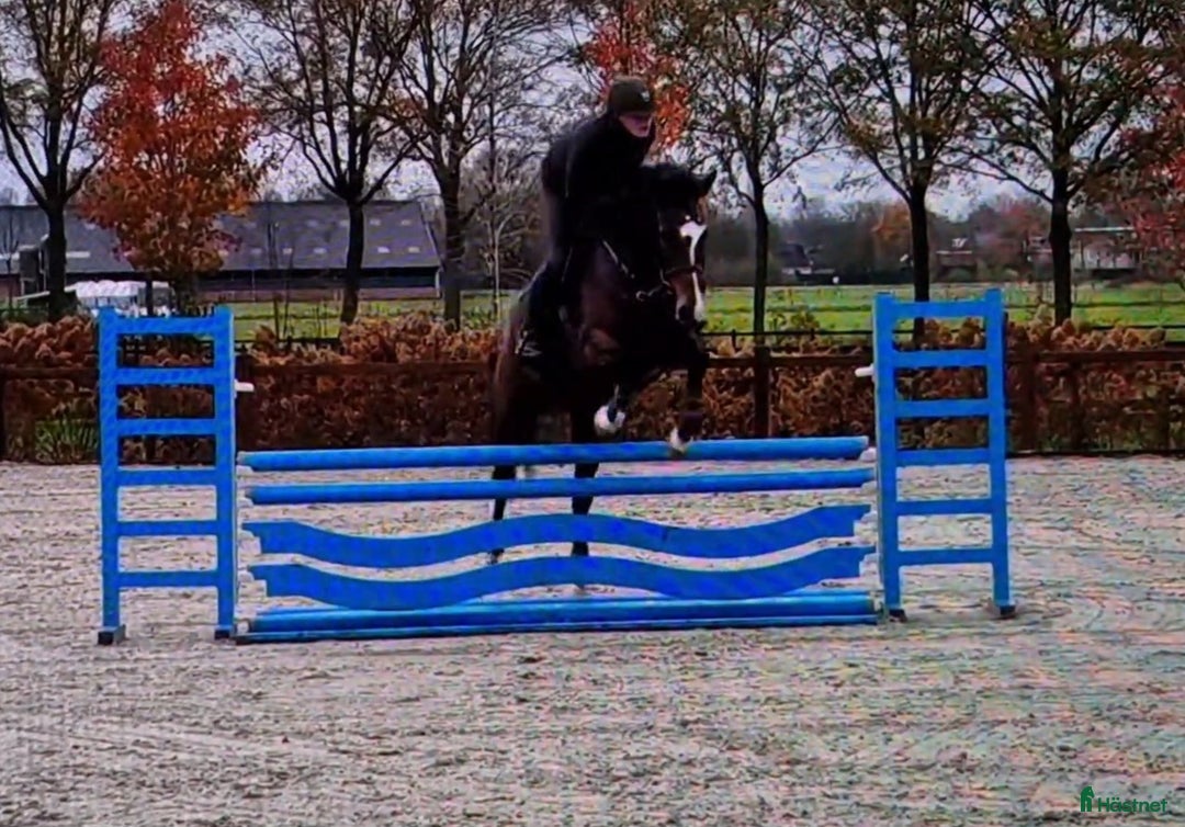 Hoppning hästar till salu: Välbalanserat 5års sto i Dösjebro - Annons 2