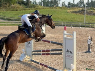 Hoppning hästar till salu: 2019 sto e. Million Dollar/For pleasure/Carthago i Norrköping - Annons 2