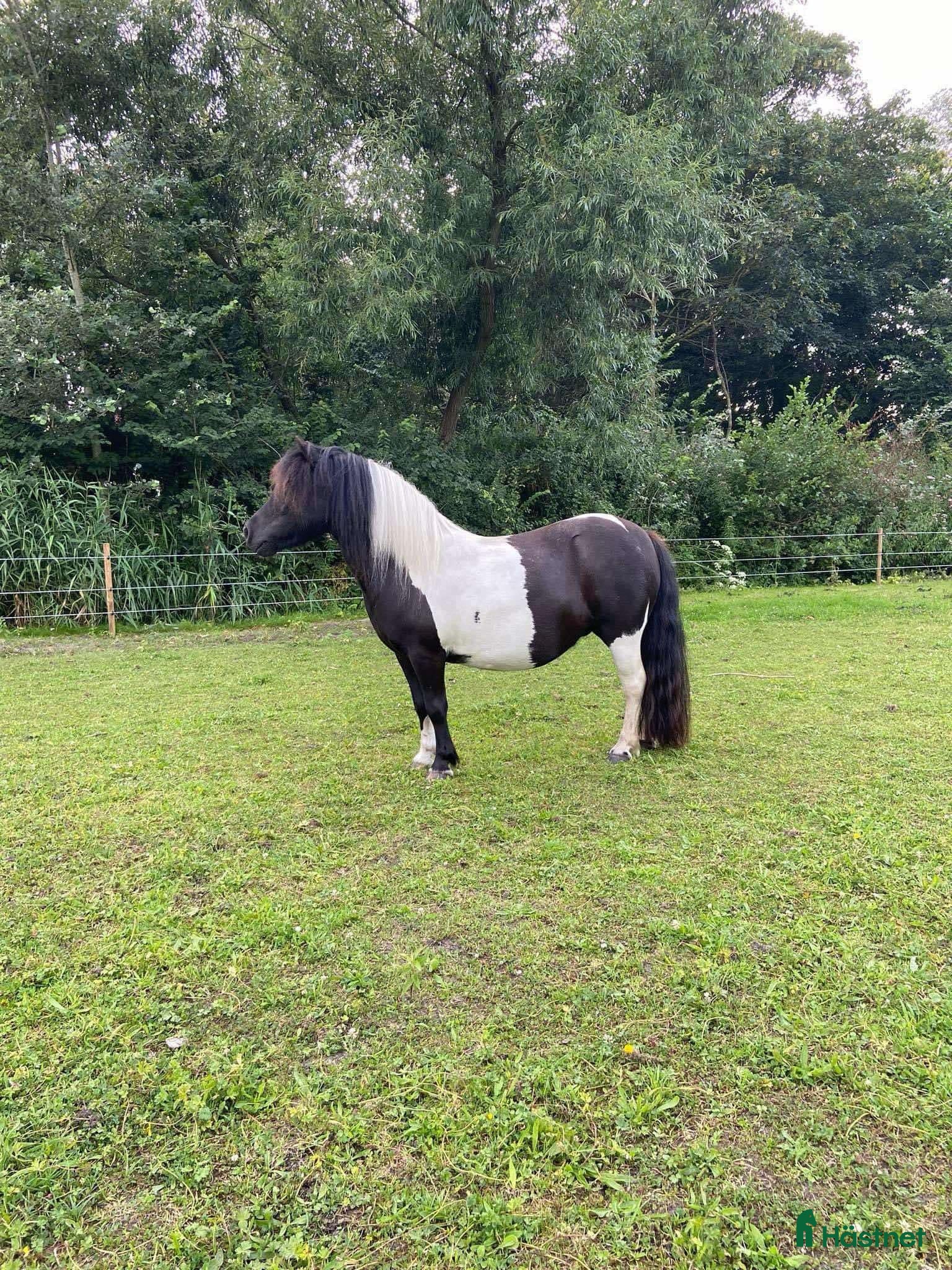  hästar Underbar Shetlandsponny söker rätt hem - Annons 1