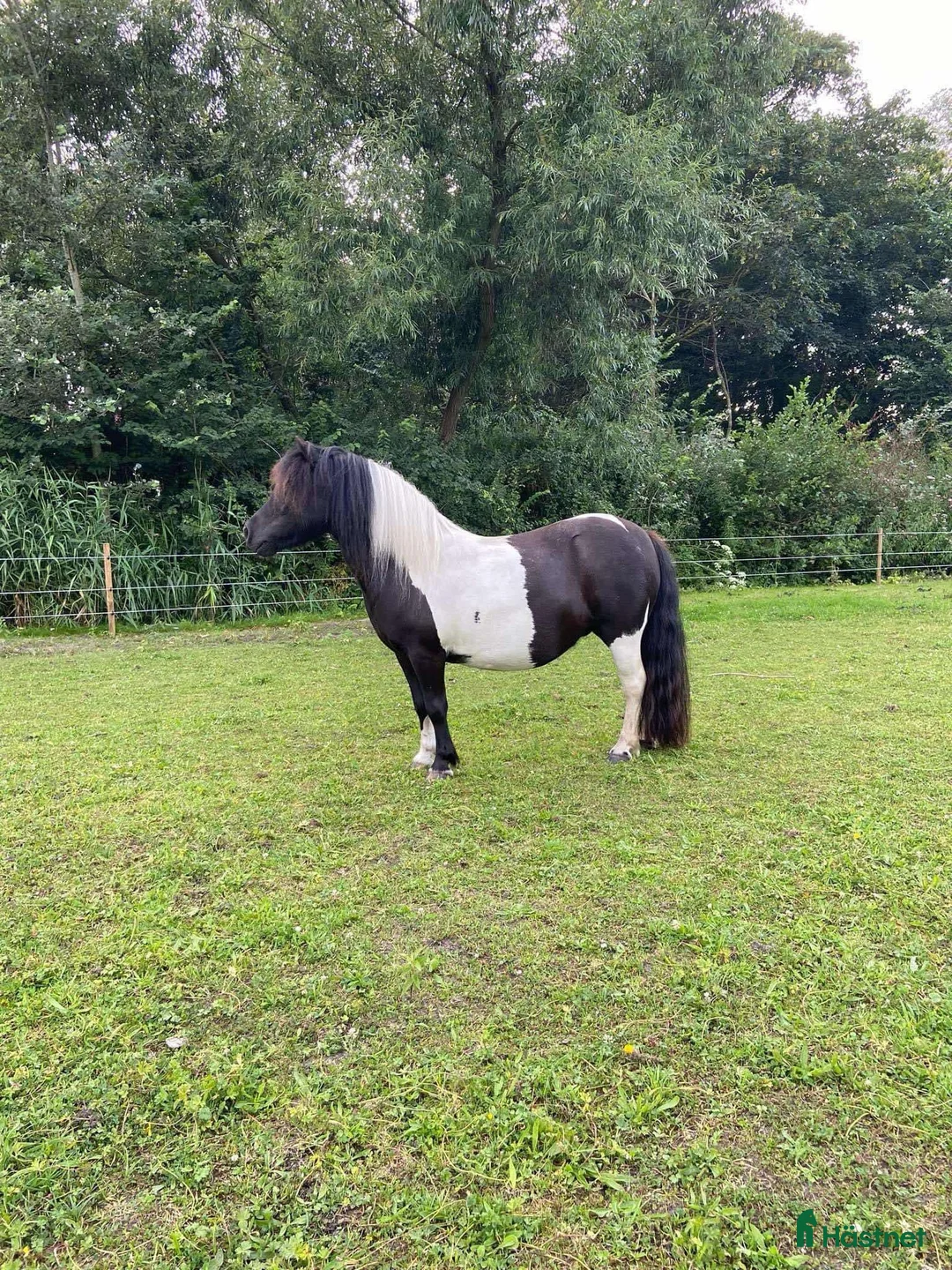 Allround hästar till salu: Underbar Shetlandsponny söker rätt hem - Annons 1