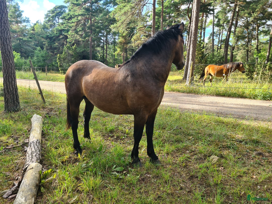 Working Equitation hästar till salu: PRE korsning Framtida bästa vännen. i Havdhem - Annons 5