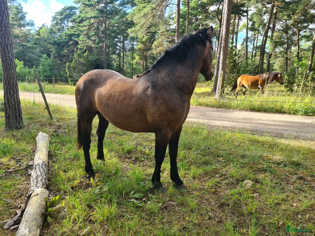 Working Equitation hästar till salu: PRE korsning Framtida bästa vännen. - Annons 5