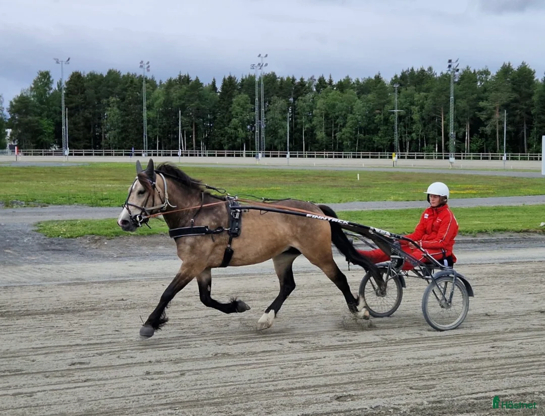 Allround hästar till salu: Charmigt sto för ridning/körning  i Östersund - Annons 2