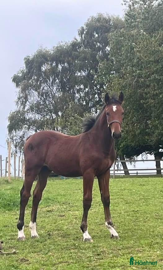  hästar till salu: Hingst e. Atlantic-Canvas Plus - Annons 8