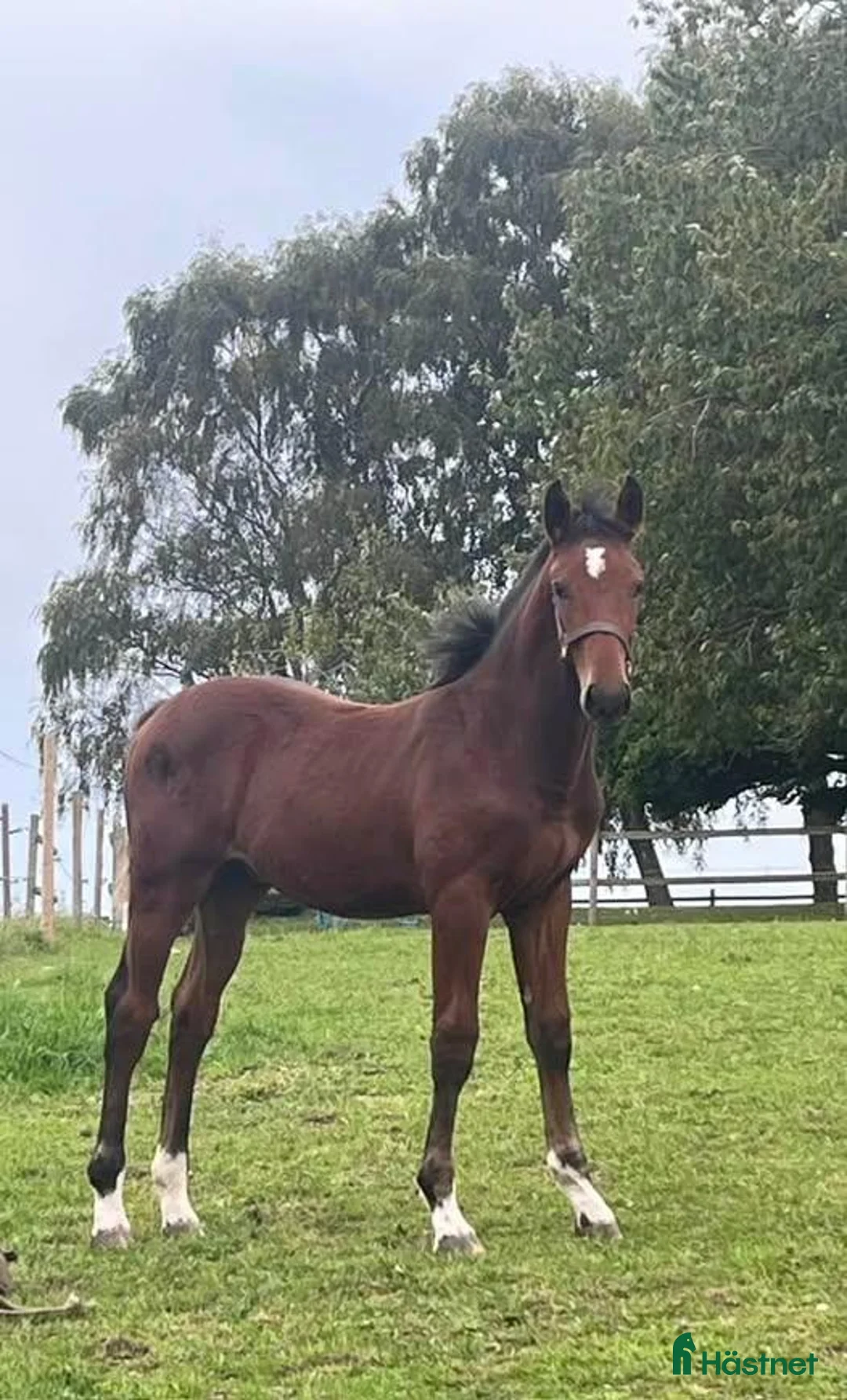 Hoppning hästar till salu: Hingst e. Atlantic-Canvas Plus - Annons 1