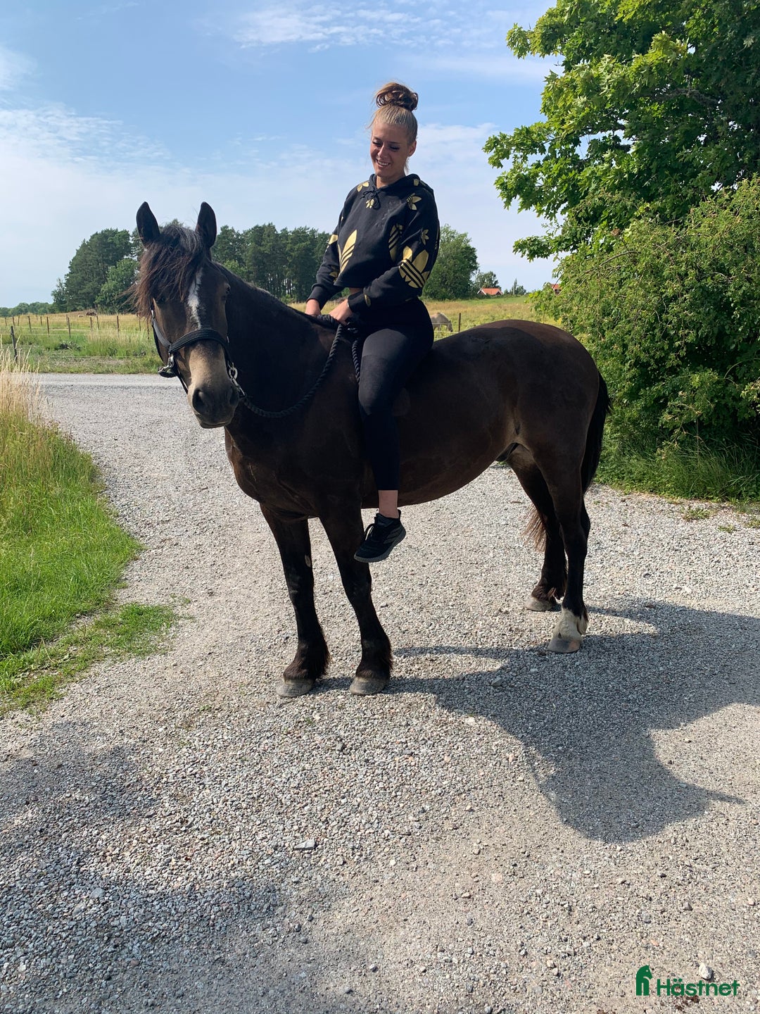  foderhäst finnes: Fodervärd sökes  i Solna - Annons 3