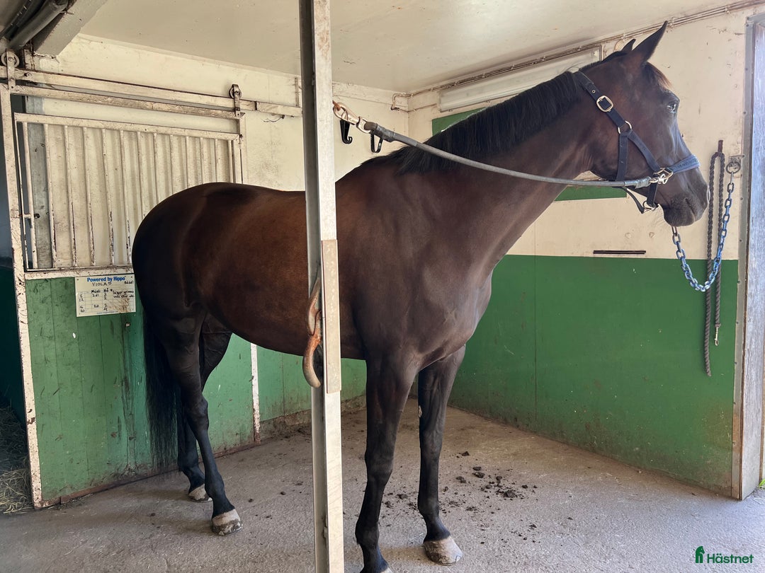 Dressyr hästar till salu: En bästa kompis både i stallet och i ridningen!  i Karlstad - Annons 3
