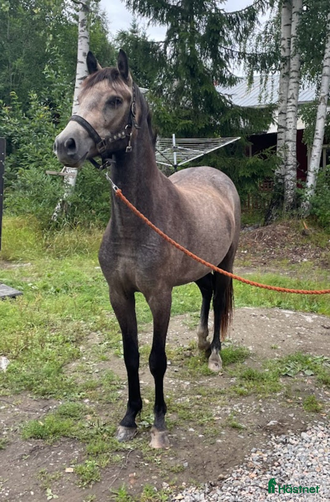 Dressyr hästar till salu: Lovande ungponnysto e. Leuns Veld's Lord i Bergsjö - Bild 6