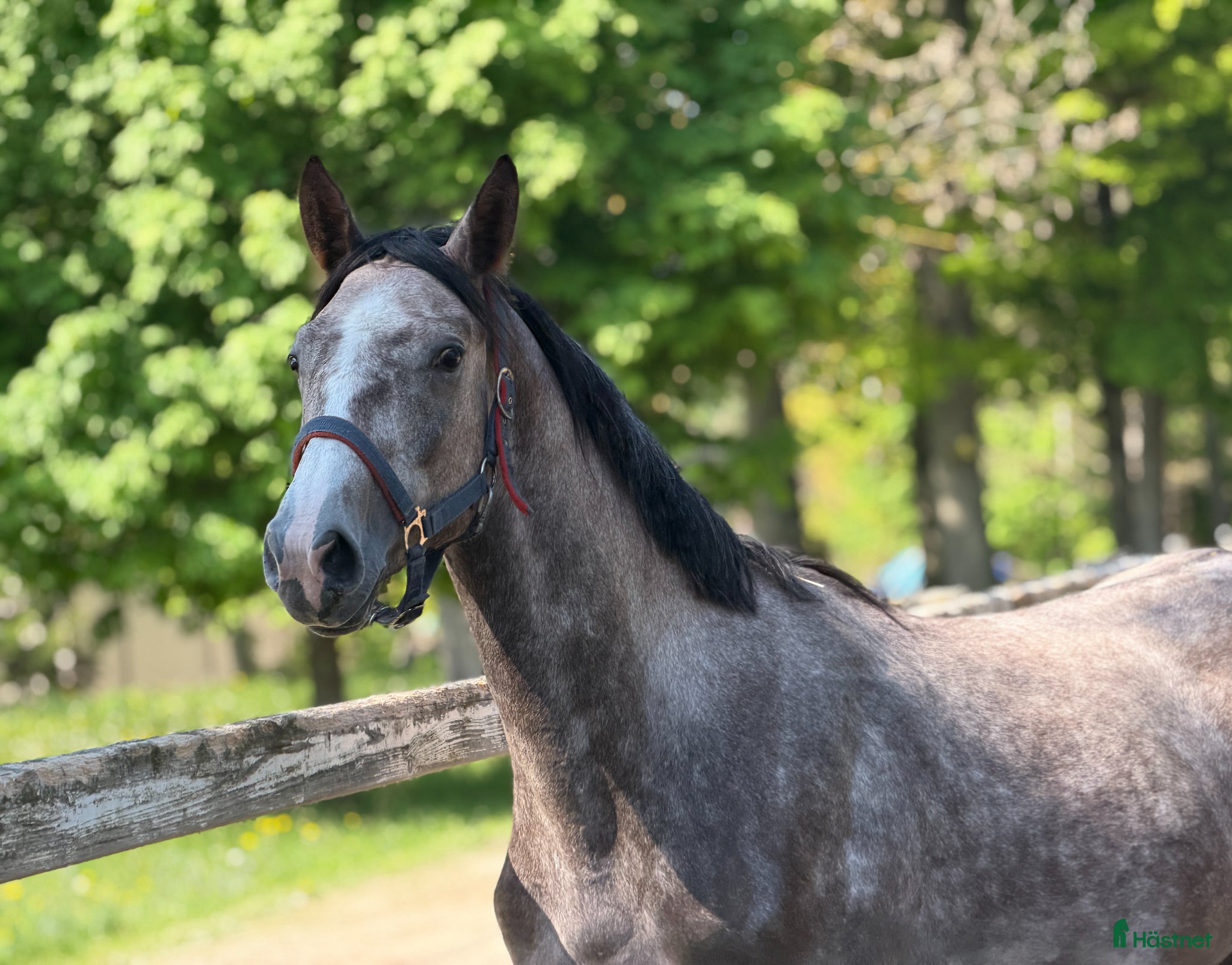  hästar Future top horse with good pedigree - Annons 6