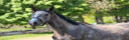 Hoppning hästar till salu: Future top horse with good pedigree - Annons 1