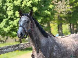 hästar Future top horse with good pedigree - Annons 1