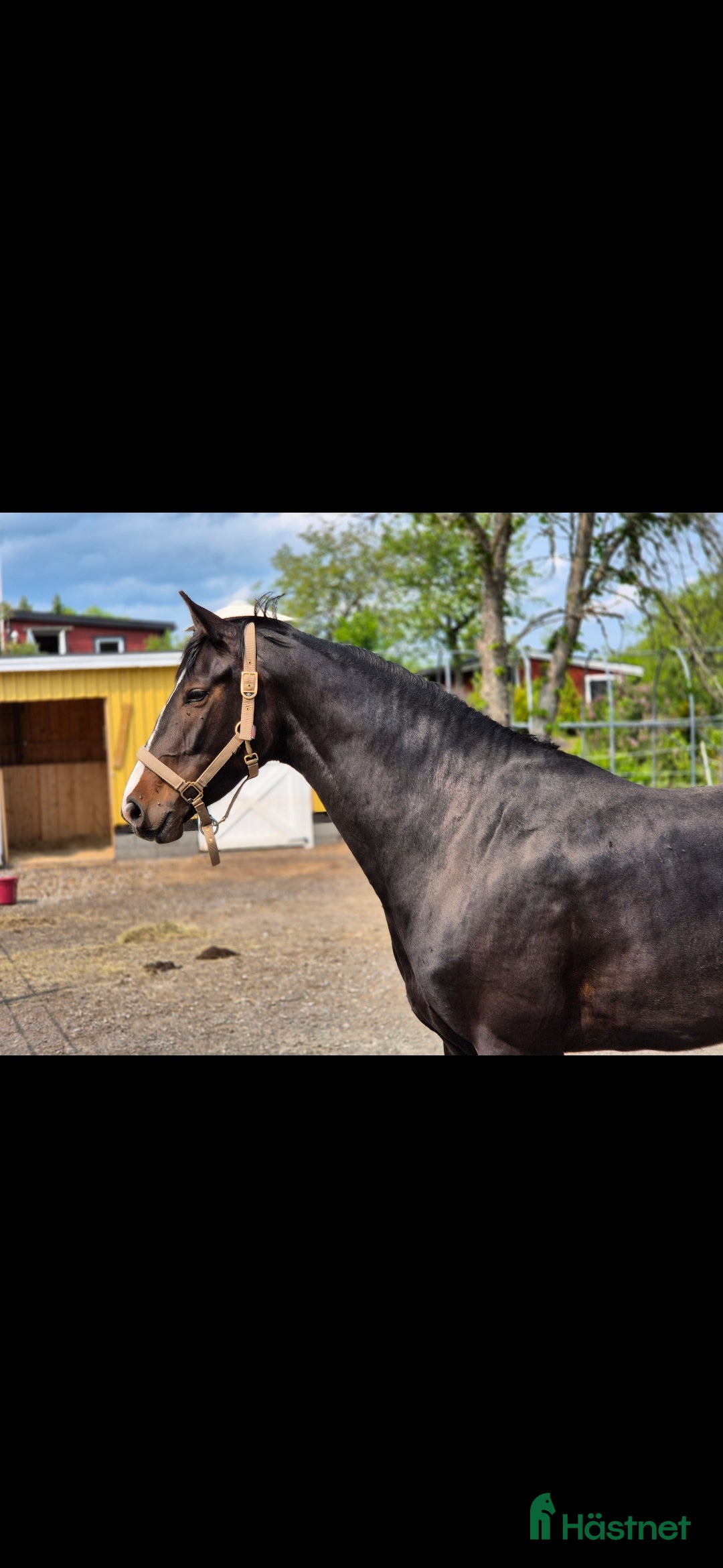 Dressyr hästar till salu: Otroligt sto, projekt i Ankarsrum - Annons 2