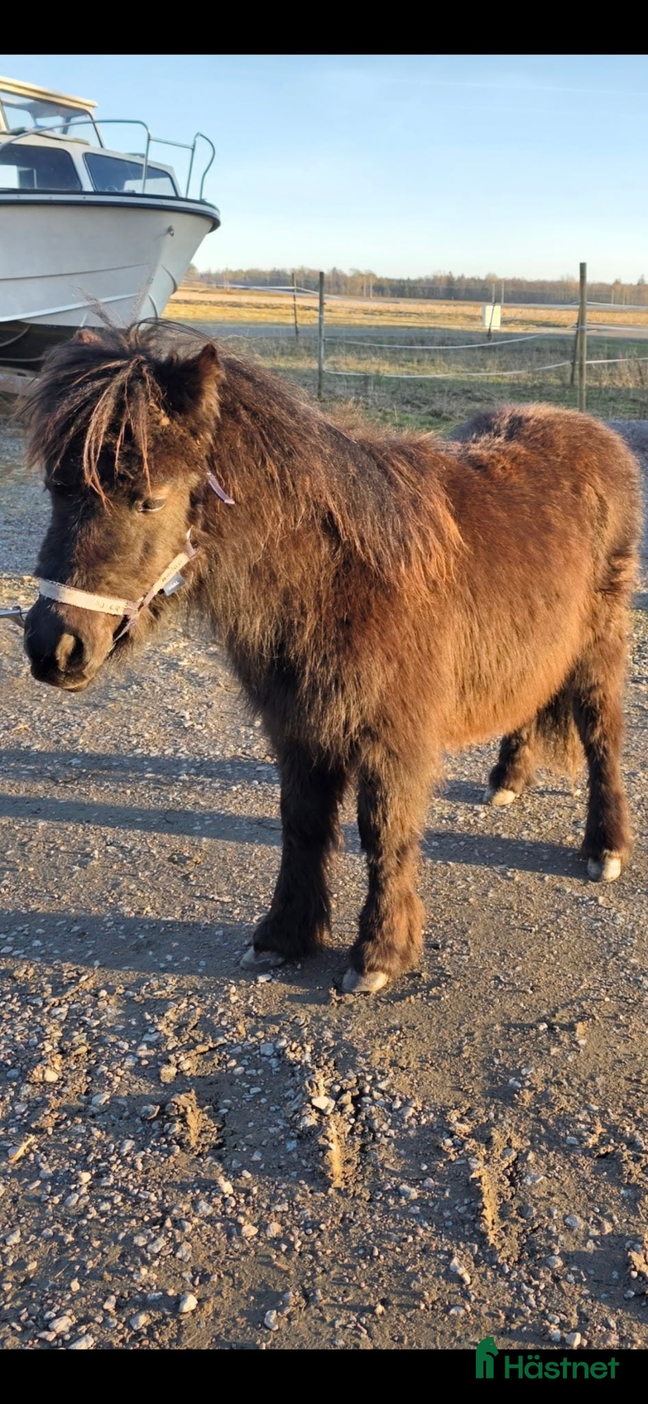 Allround hästar till salu: Fin Shettis Bra stam, Billig transport  - Annons 1