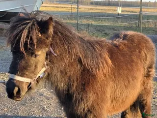 Allround hästar till salu: Fin Shettis Bra stam, Billig transport - Annons 1