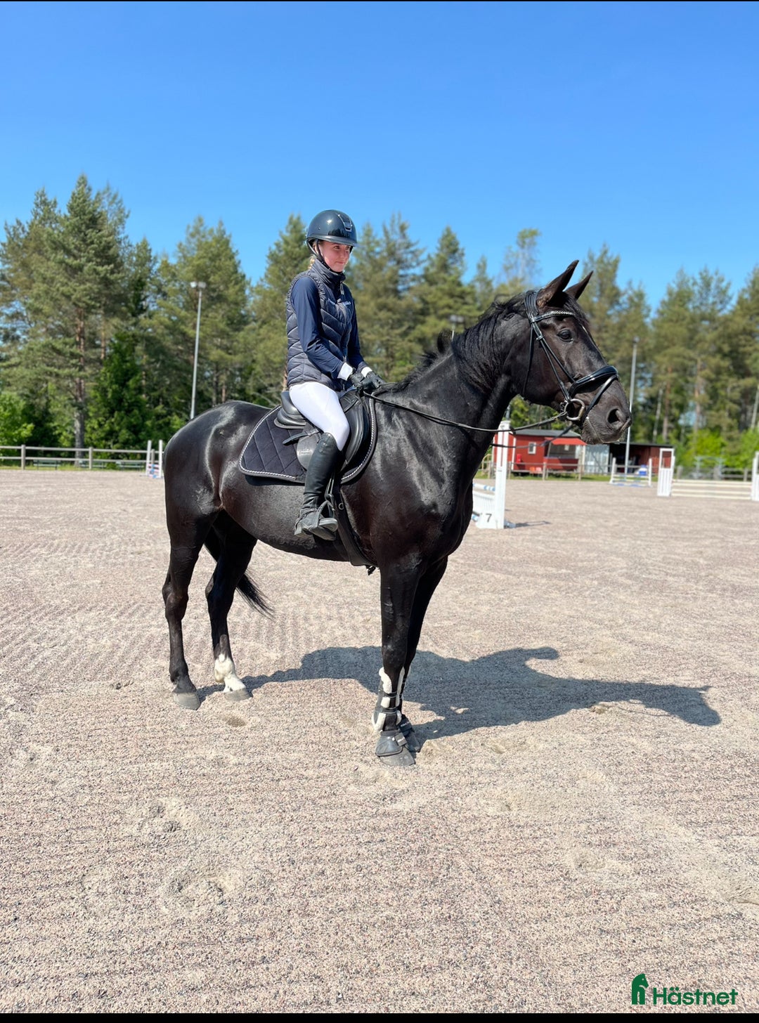 Allround hästar till salu: Blivande ridtravare i Kumla - Annons 2