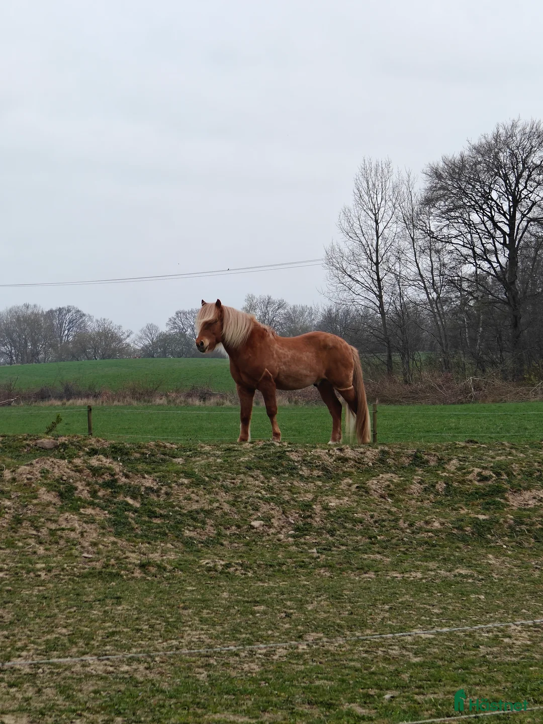 Island hästar sökes: Finnes sällskaps häst med fång historik. Byte?  - Annons 4