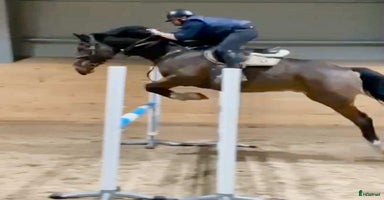  hästar i Rimbo - Annons 4