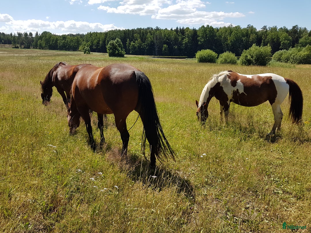  stallplats finnes: Lösdriftsplats för valack, Hedlanda gård,Mariefred i Mariefred - Annons 3