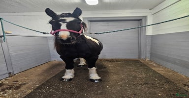  hästar Vackert vänligt sto i Bjursås - Annons 6