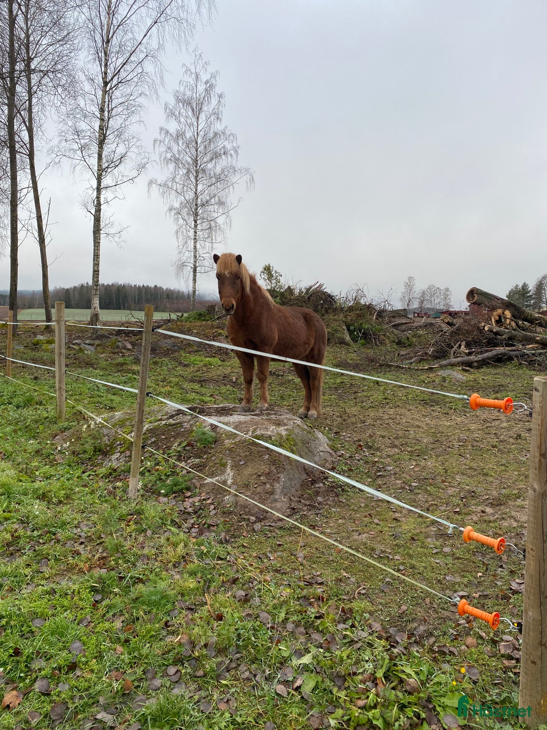 Allround hästar till salu: Islandshäst i Dala-Husby - Annons 3