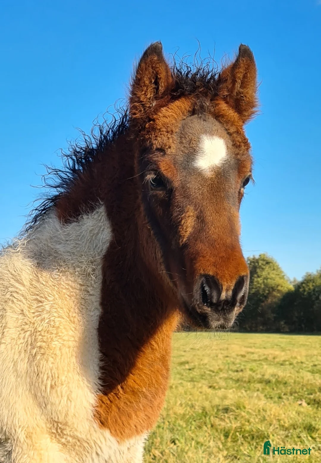 Island hästar till salu: Hingstföl med utstrålning! - Annons 10