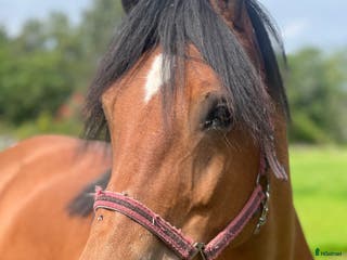 hästar Världens snällaste skogsmulle / tanthäst i Hörja - Annons 18