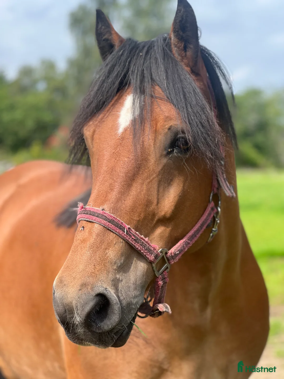 Allround hästar till salu: Världens snällaste skogsmulle / tanthäst i Hörja - Annons 1