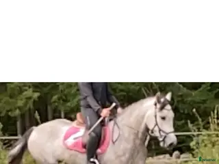 hästjobb Duktig säker ryttare sökes,ungponnyer,kat D - Annons 24