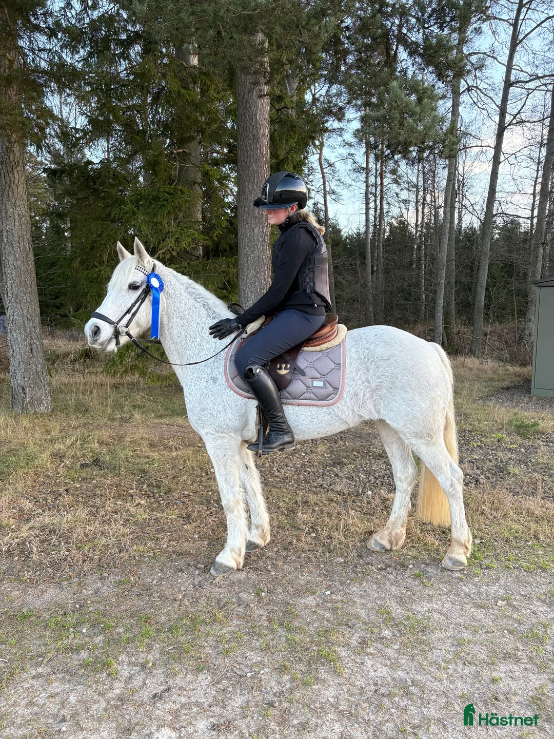 Allround hästar till salu: Fin allround ponny! - Annons 1