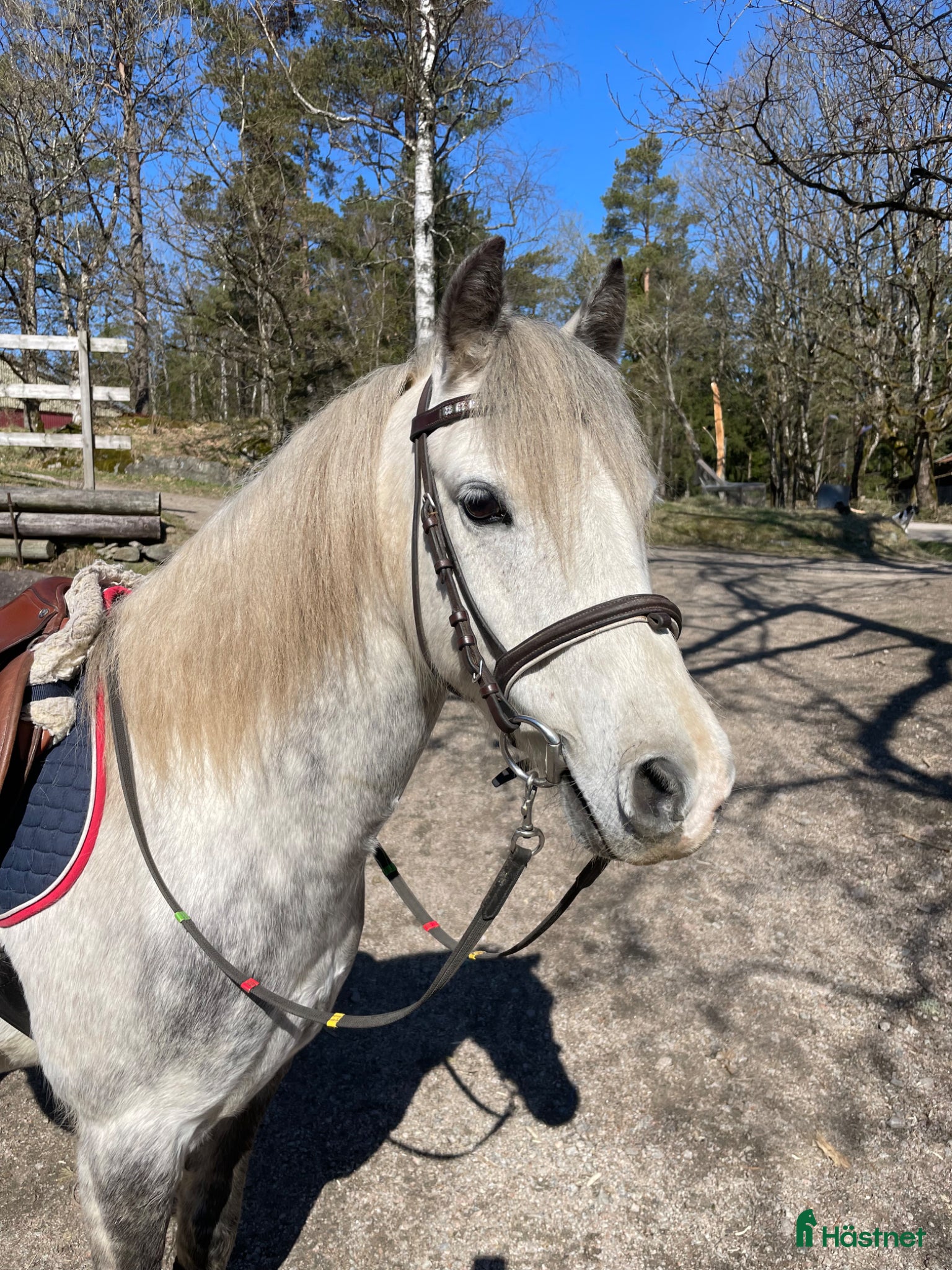  hästar Sportig B-ponny  - Annons 1