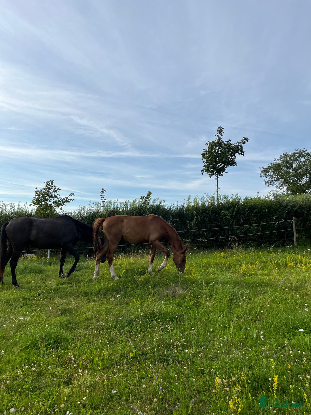 Hoppning hästar till salu: Trevlig kastrerad Åring  i Vikingstad - Annons 4