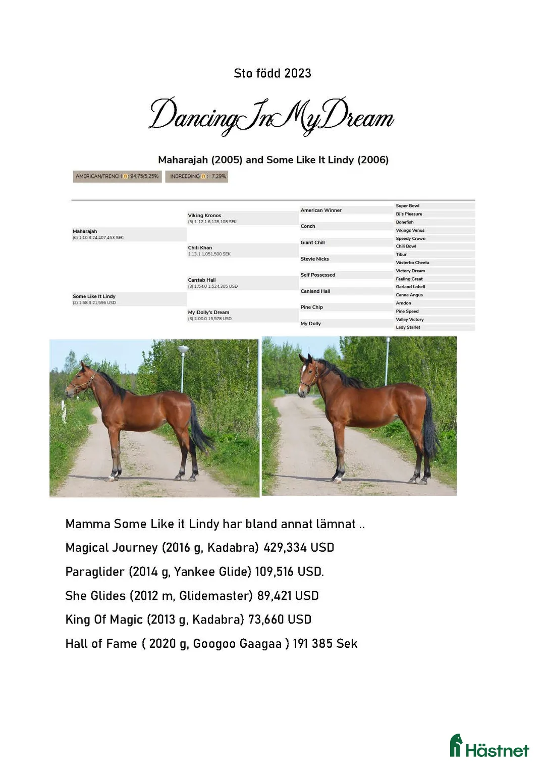 Trav hästar till salu: TOPP STAMMAD READLY EXPRESS PÅ CANTAB HALL SÄLJES - Annons 6