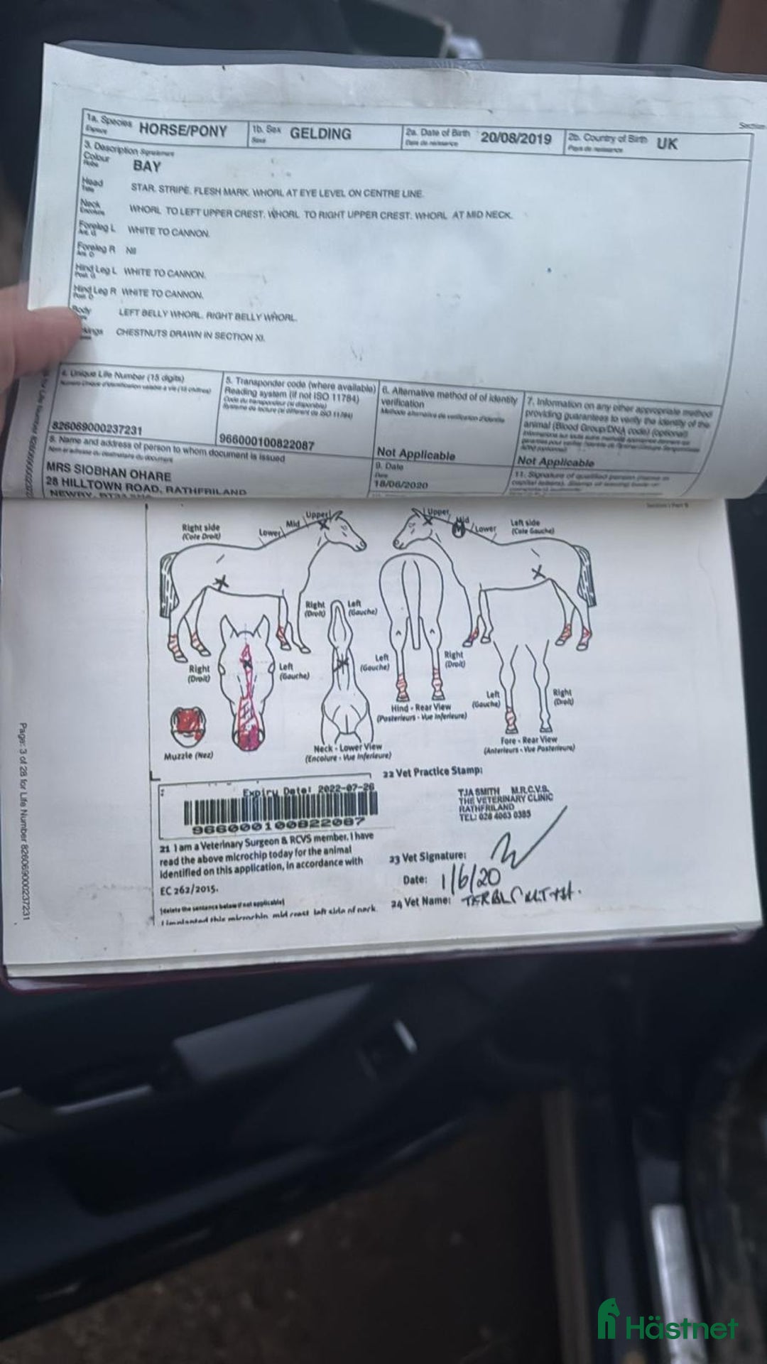 Hoppning hästar till salu: En riktig gentleman 6år  i Valbo - Annons 3