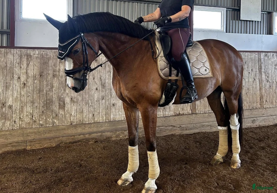 Dressyr hästar till salu: Lyxig dressyr/hobbyhäst - Annons 1