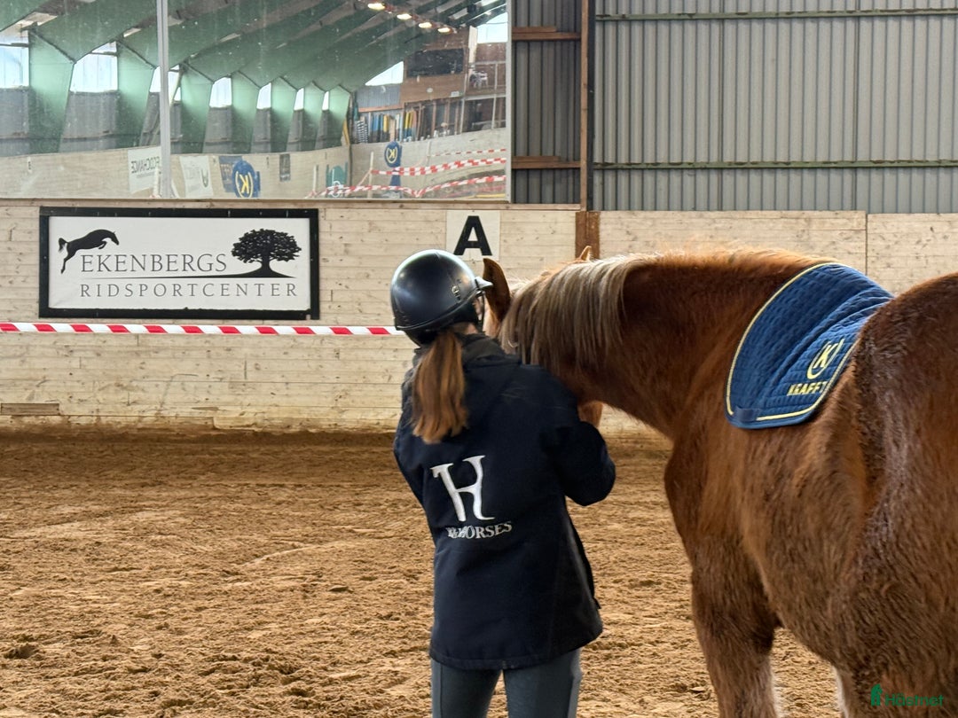  hästjobb finnes: Lundbäck & Cristofoletti letar duktighästskötare ! i Norrköping - Annons 6