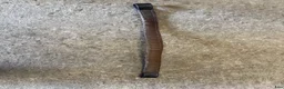Övrig Hästutrustning hästutrustning till salu: Get the gallop pannband - Annons 3