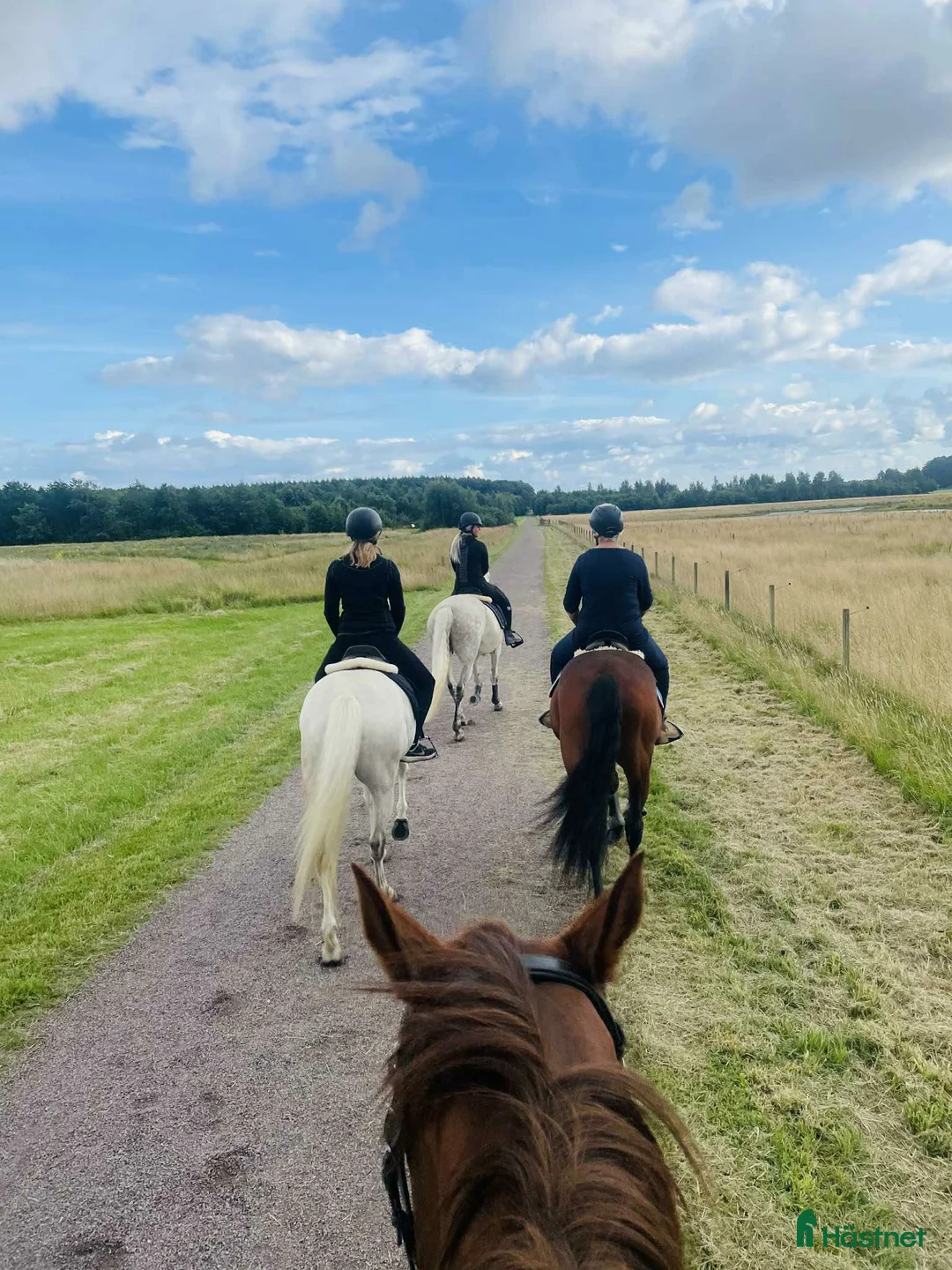  stallplats finnes: Stallplats Långeberga i Helsingborg - Annons 10