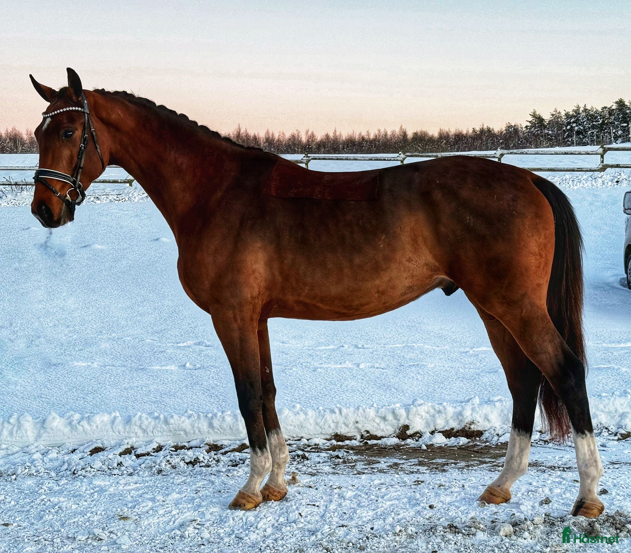  hästar Framtidsämne! 3 åring e. Kjento i Tollarp - Annons 20
